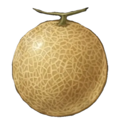 Cantaloupe